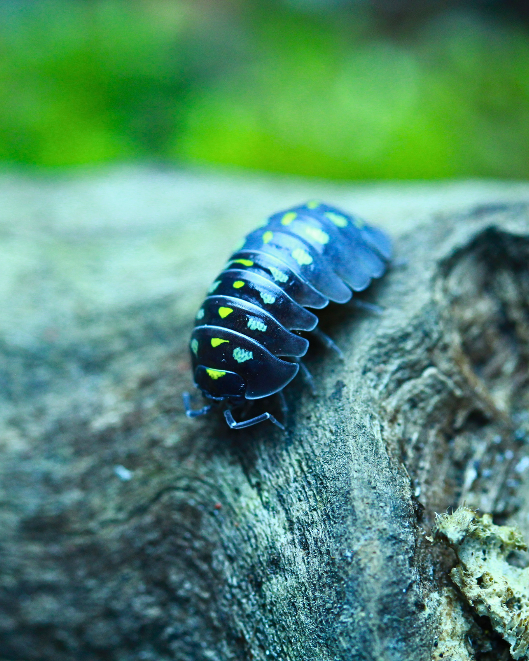 Black | Armadillidium klugii