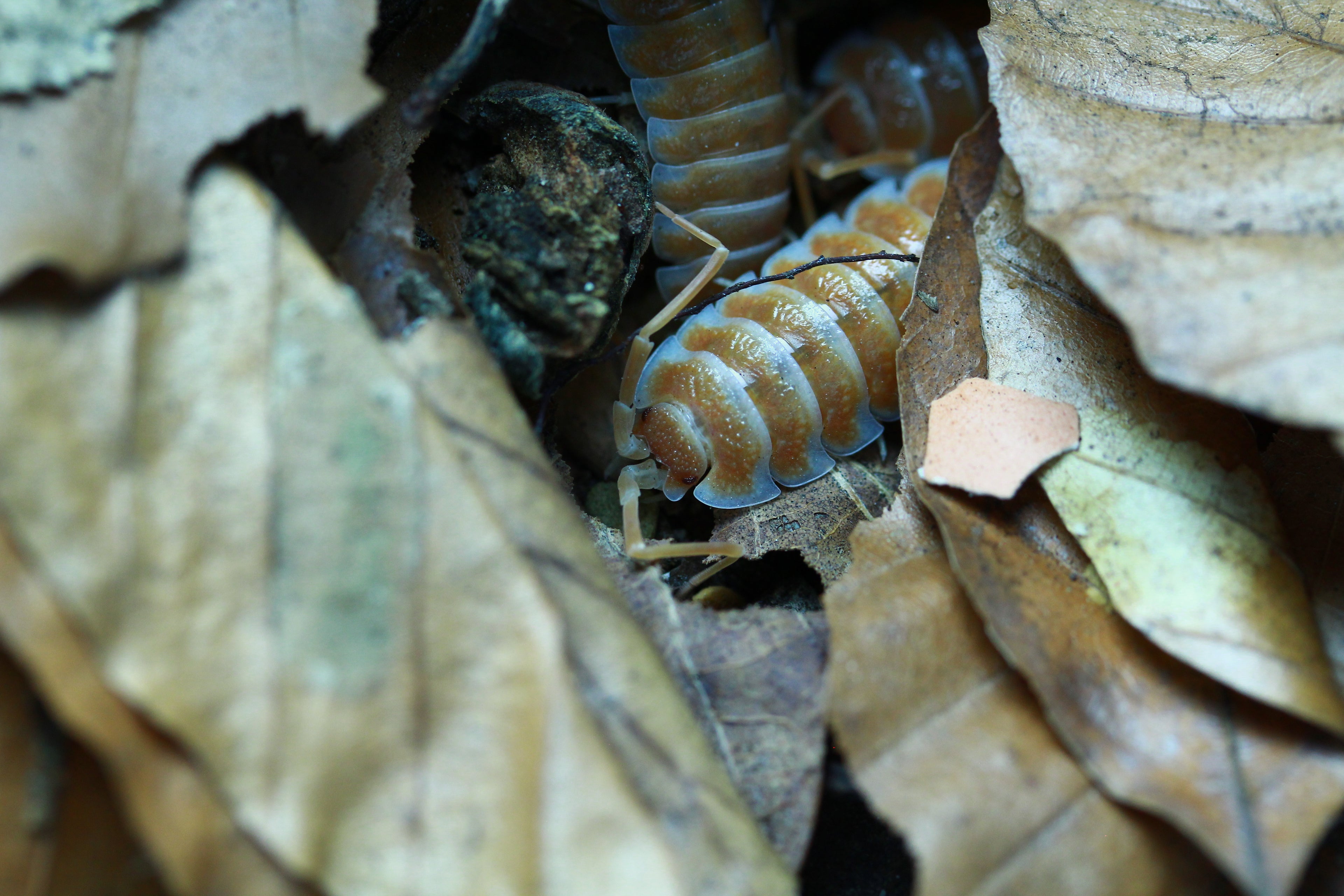 Orange | Porcellio hoffmannseggi