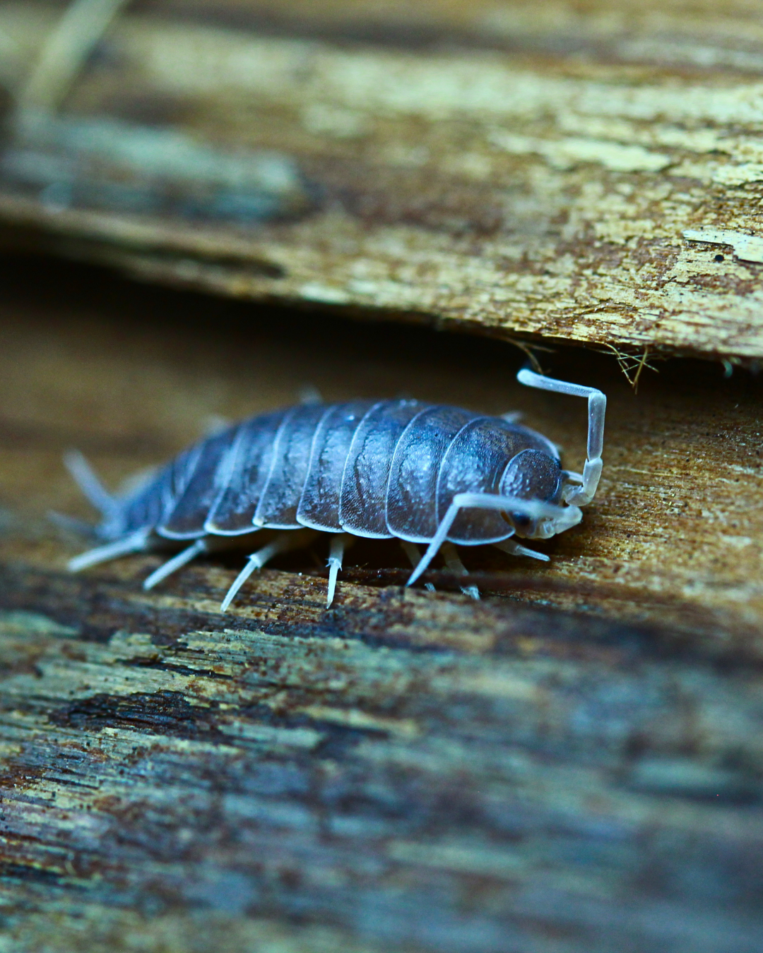 Powder Blue | Porcellionides pruinosus
