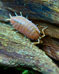 Powder Orange | Porcellionides pruinosus