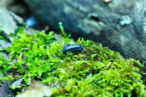 Black | Armadillidium klugii