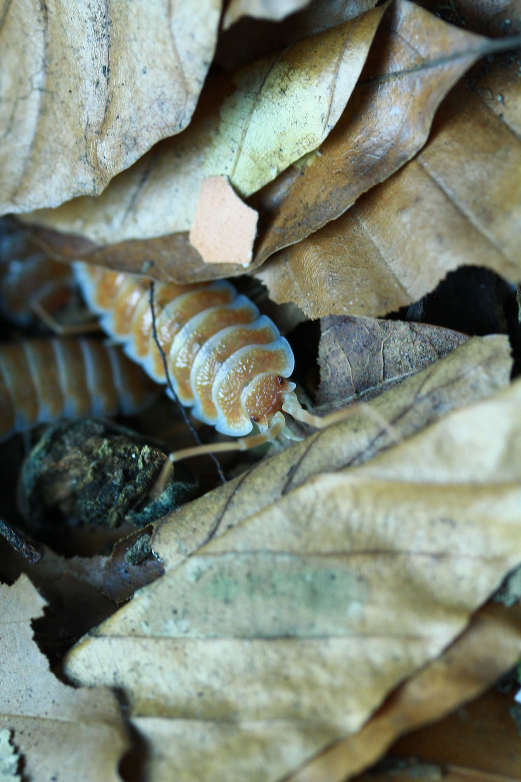 Orange | Porcellio hoffmannseggi