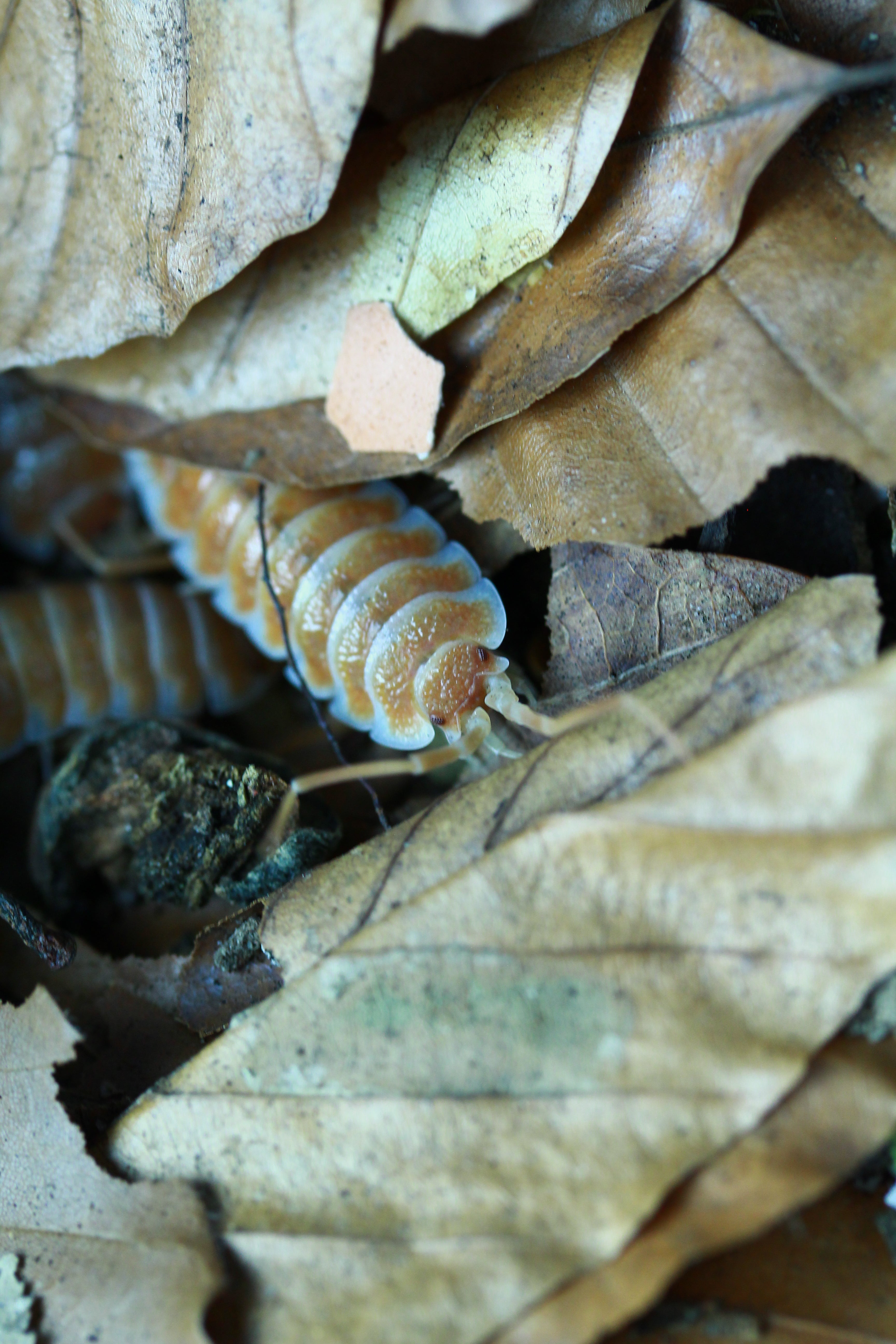 Orange | Porcellio hoffmannseggi