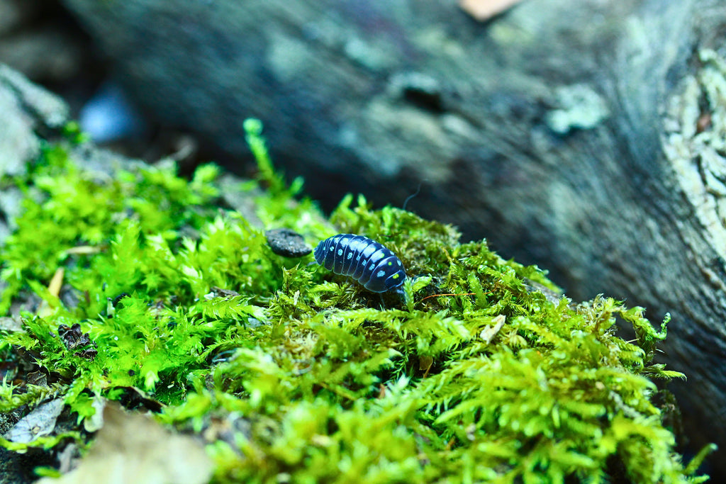 Black | Armadillidium klugii