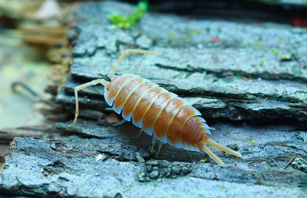Orange | Porcellio hoffmannseggi
