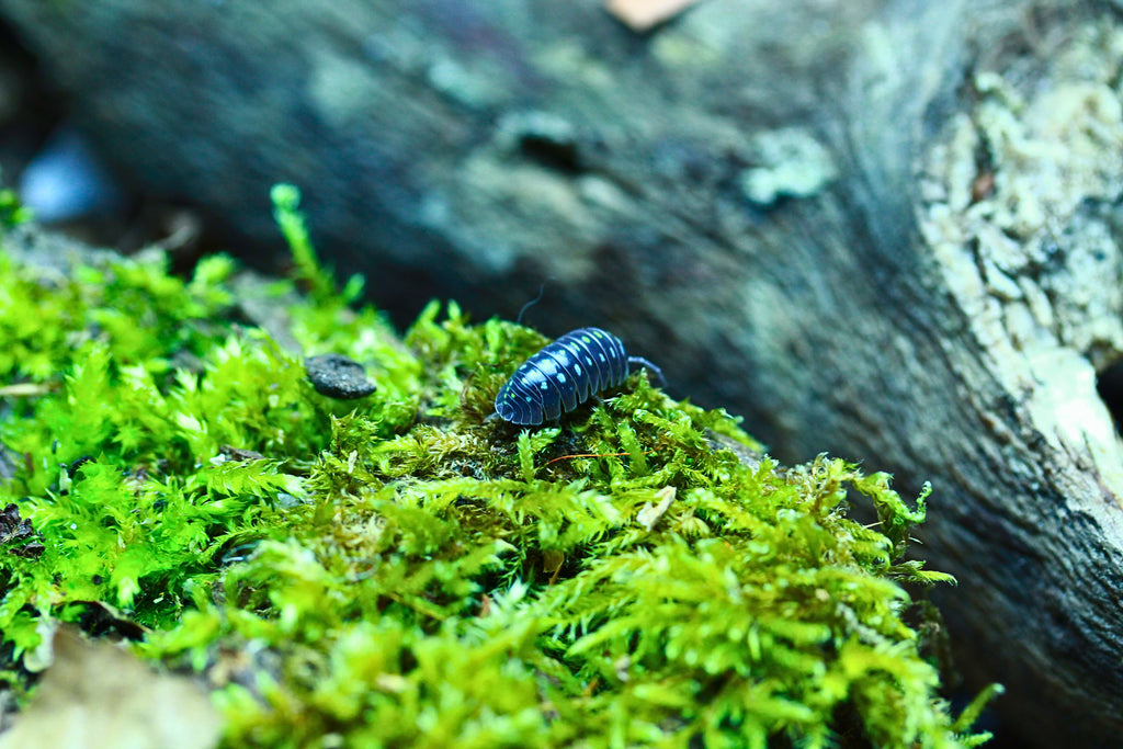 Black | Armadillidium klugii