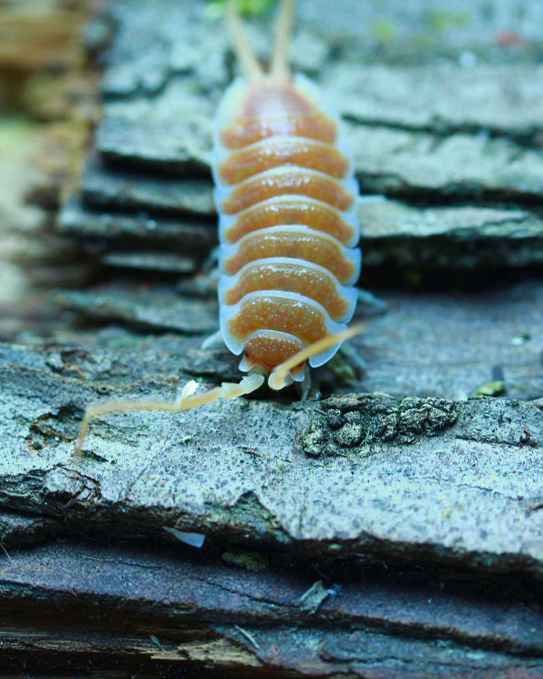 Orange | Porcellio hoffmannseggi