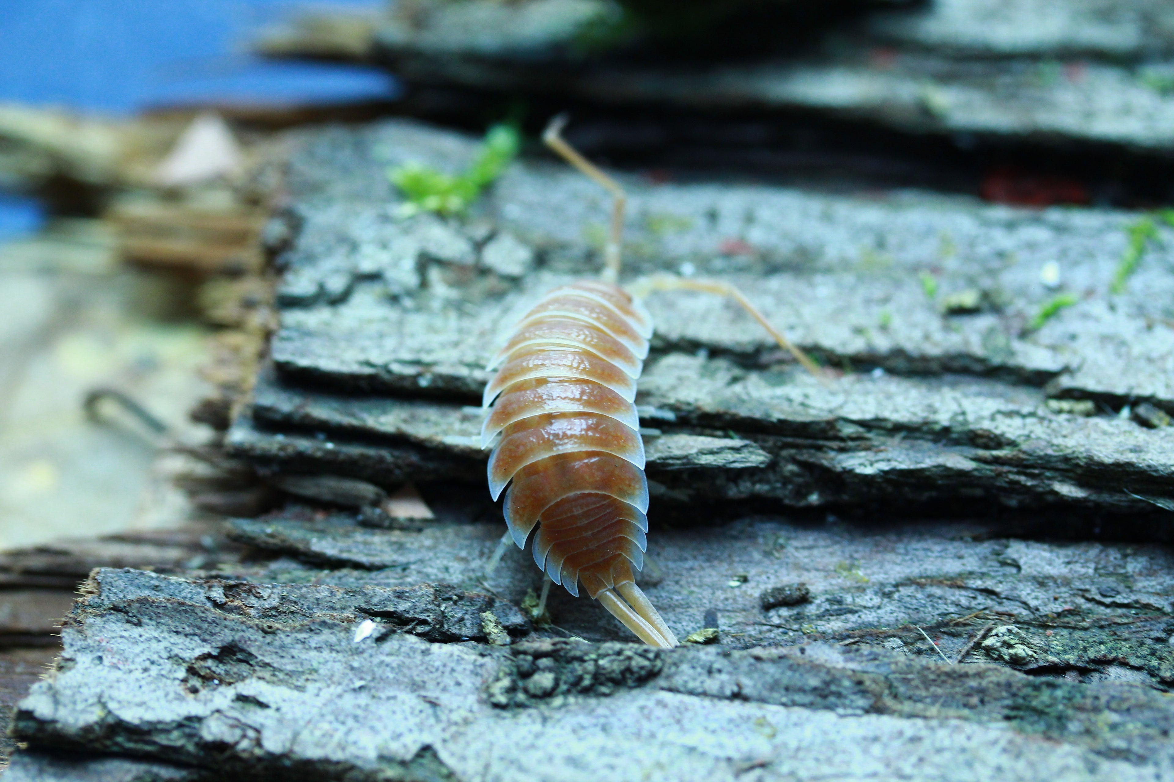 Orange | Porcellio hoffmannseggi