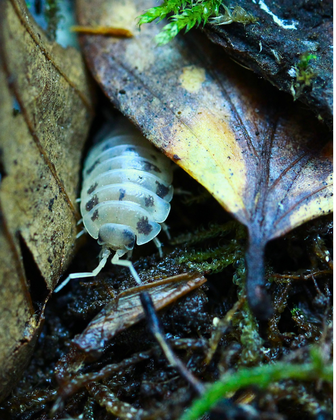 Dairy Cow | Porcellio laevis