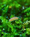 Anemone | Cubaris murina