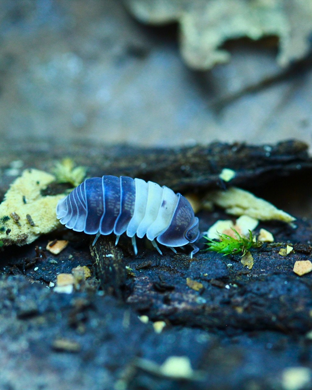 Panda King | Cubaris sp.