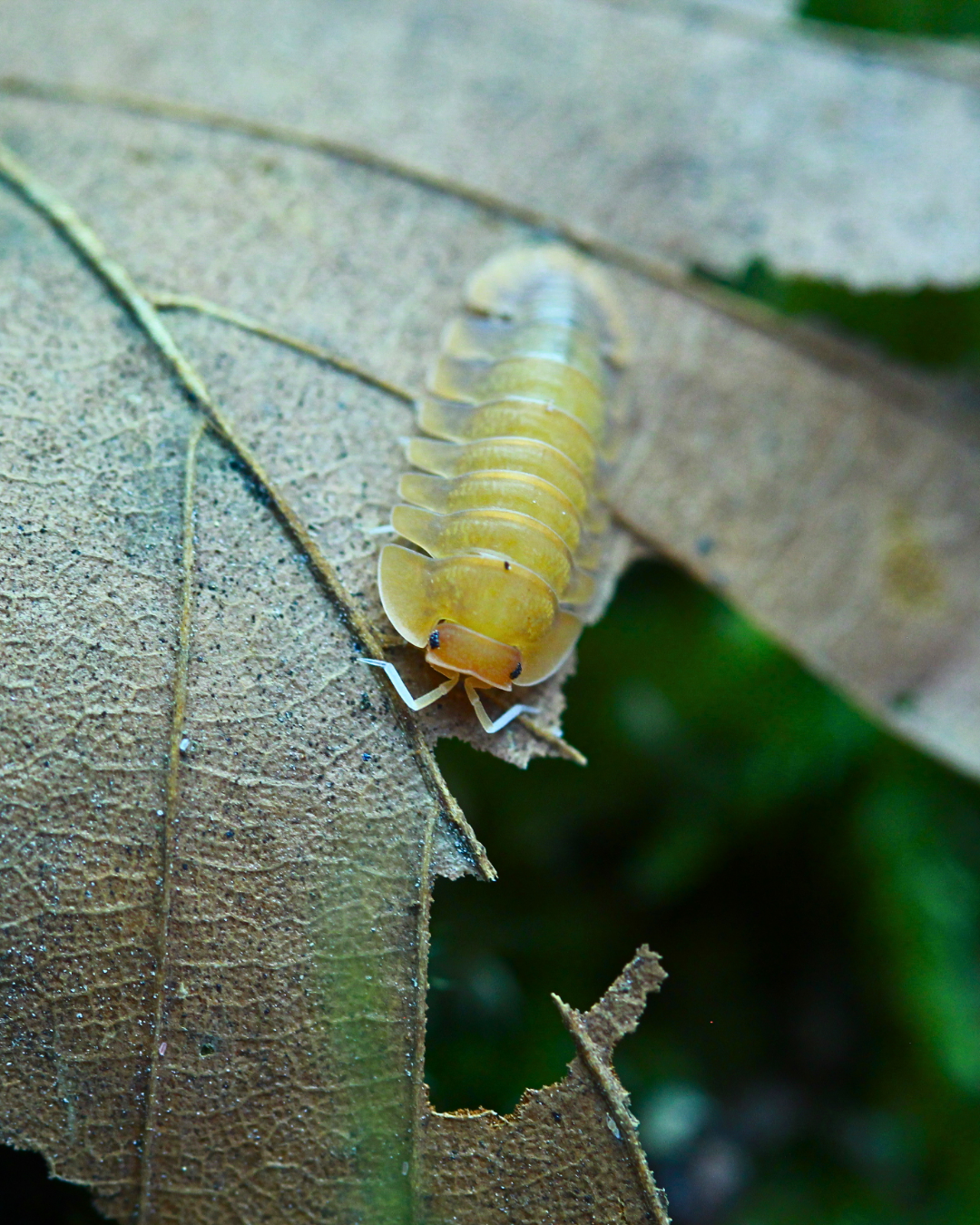 Sunset Queen | Troglodillo sp.