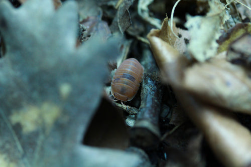 Anemone | Cubaris murina