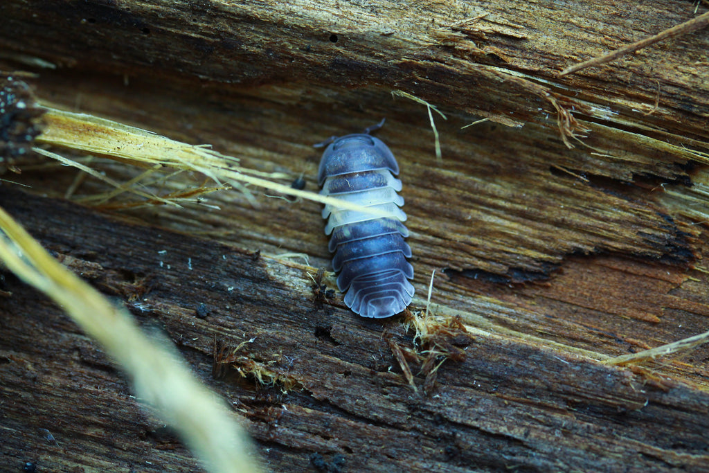 Panda King | Cubaris sp.