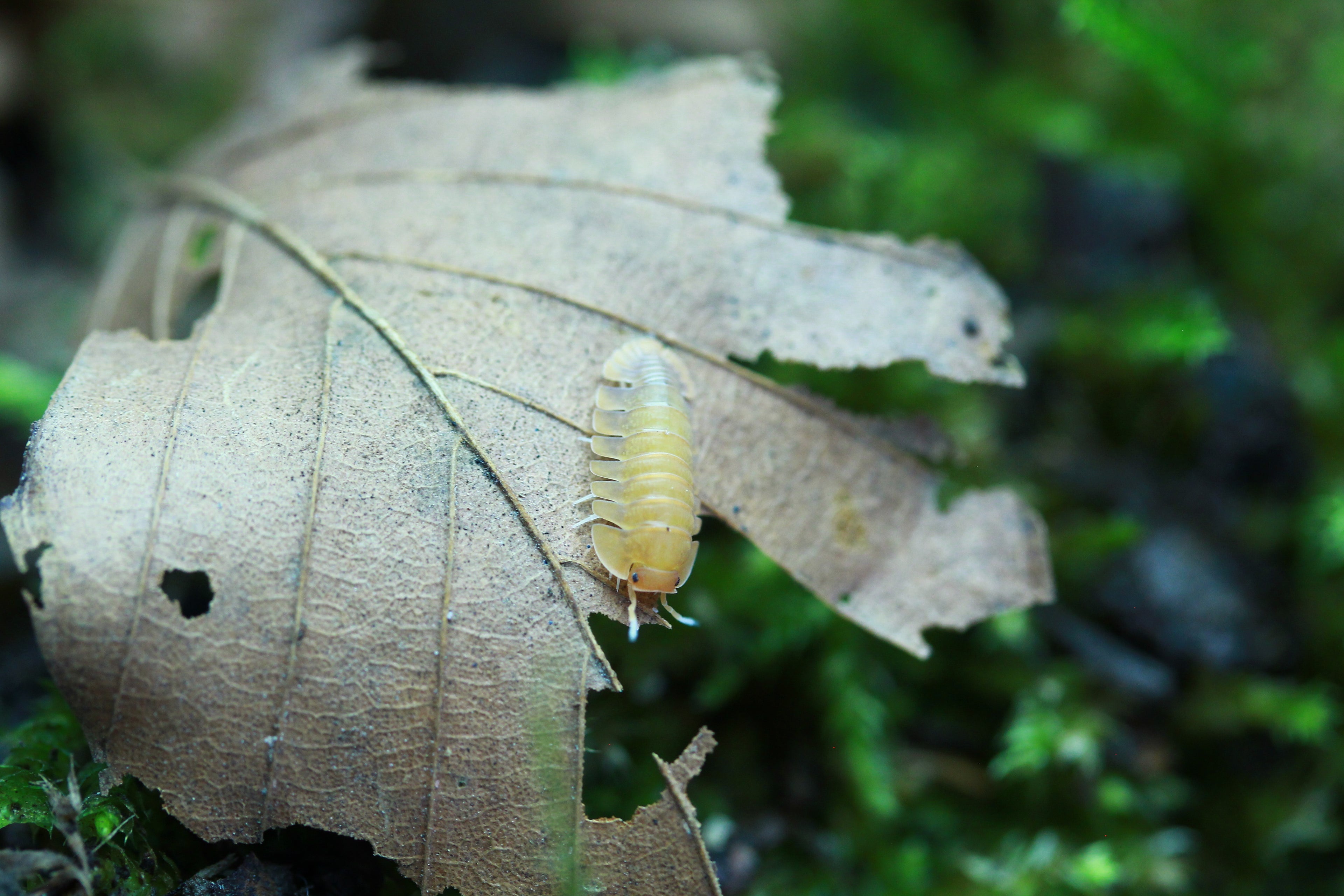 Sunset Queen | Troglodillo sp.