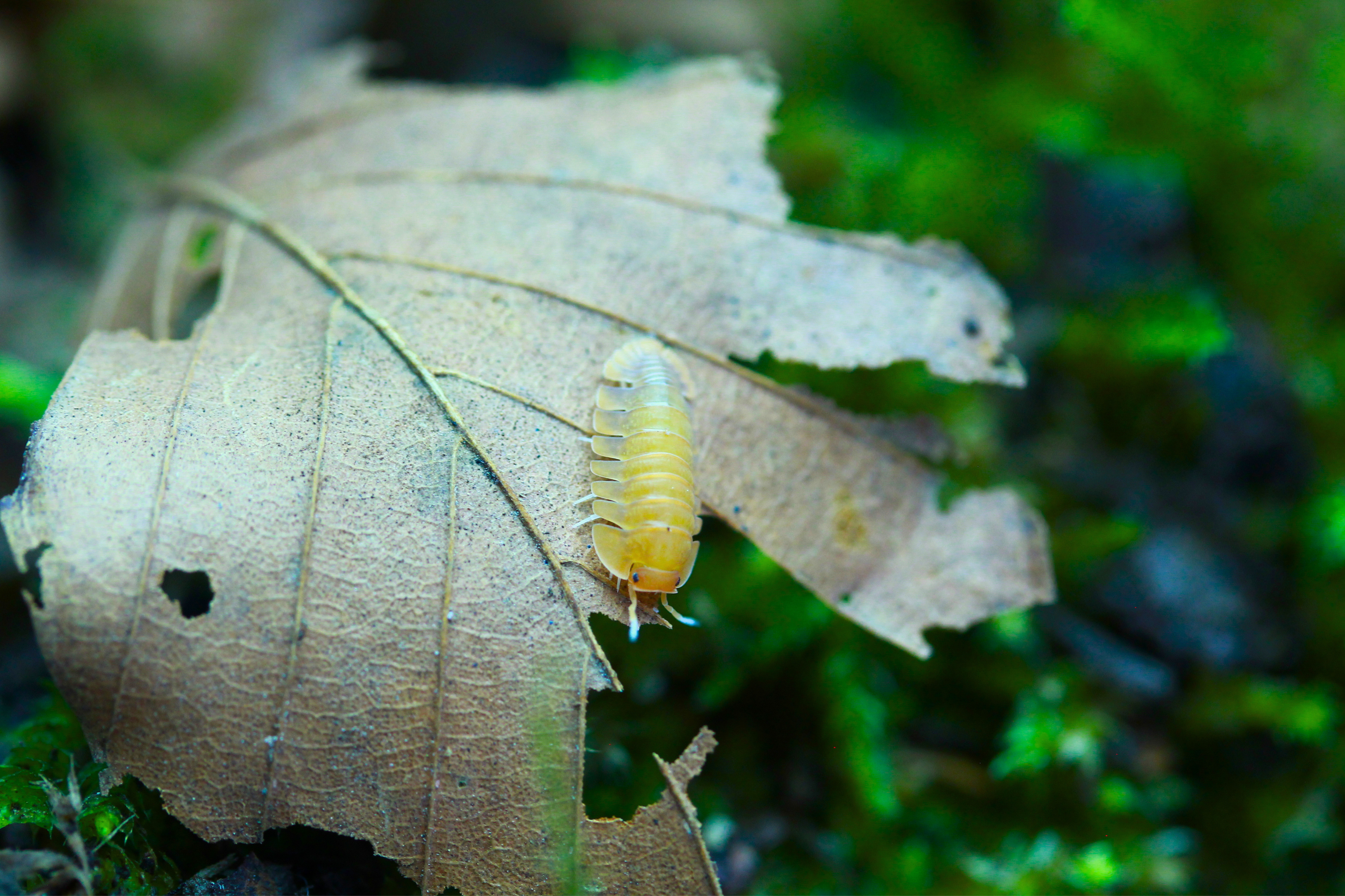 Sunset Queen | Troglodillo sp.