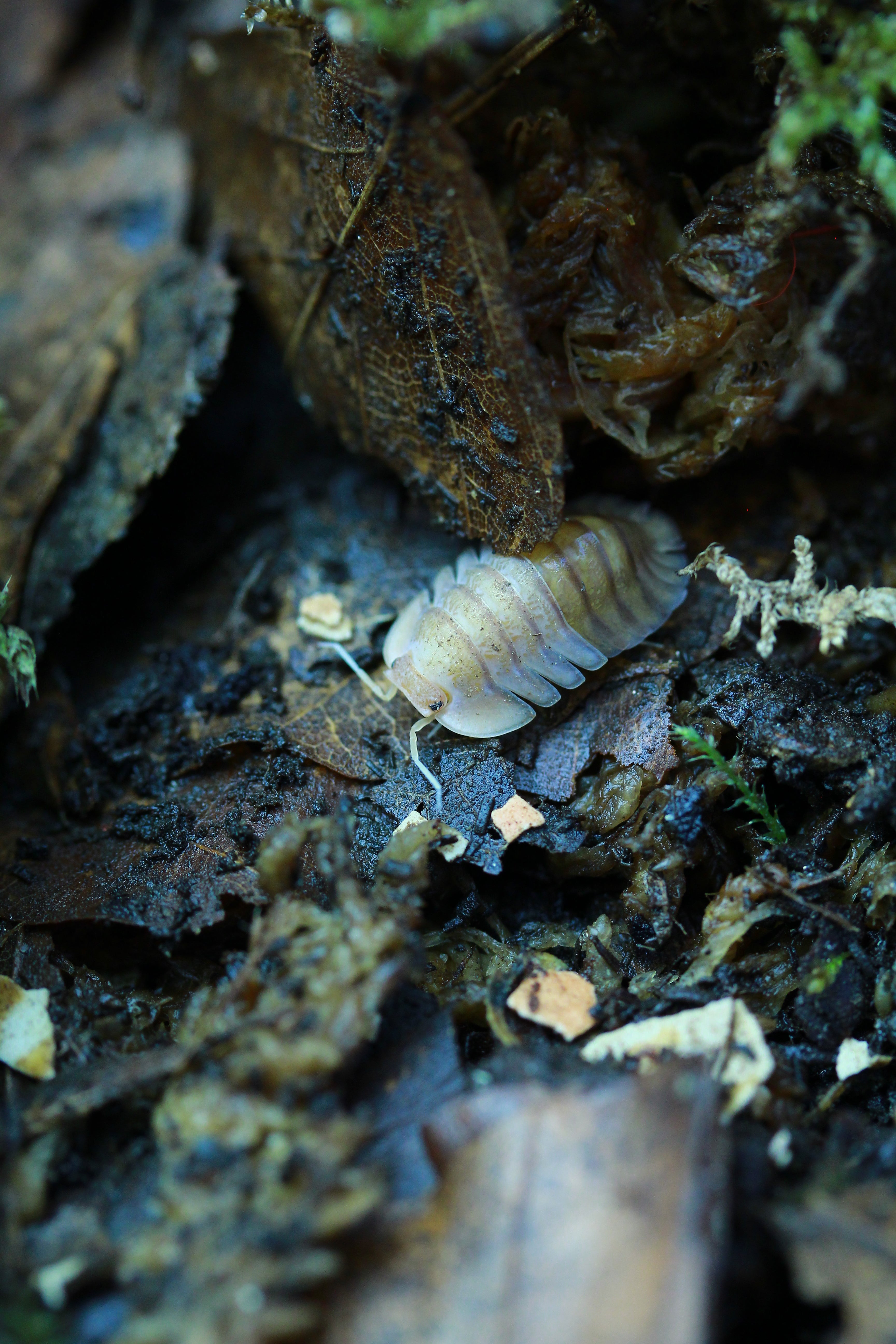 Sunset Queen | Troglodillo sp.