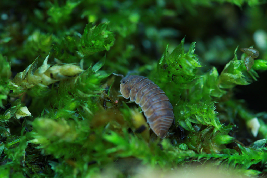Anemone | Cubaris murina