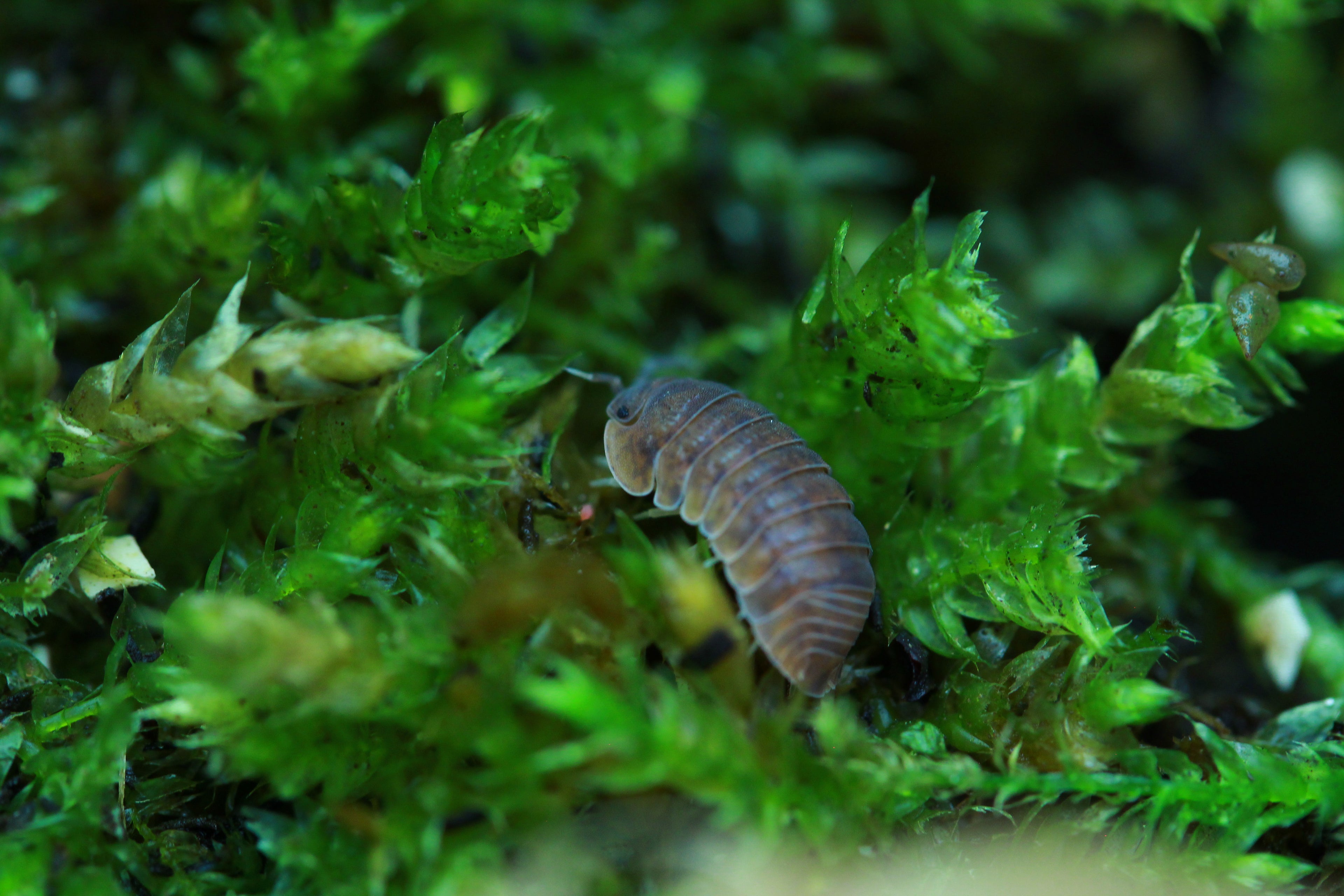 Anemone | Cubaris murina