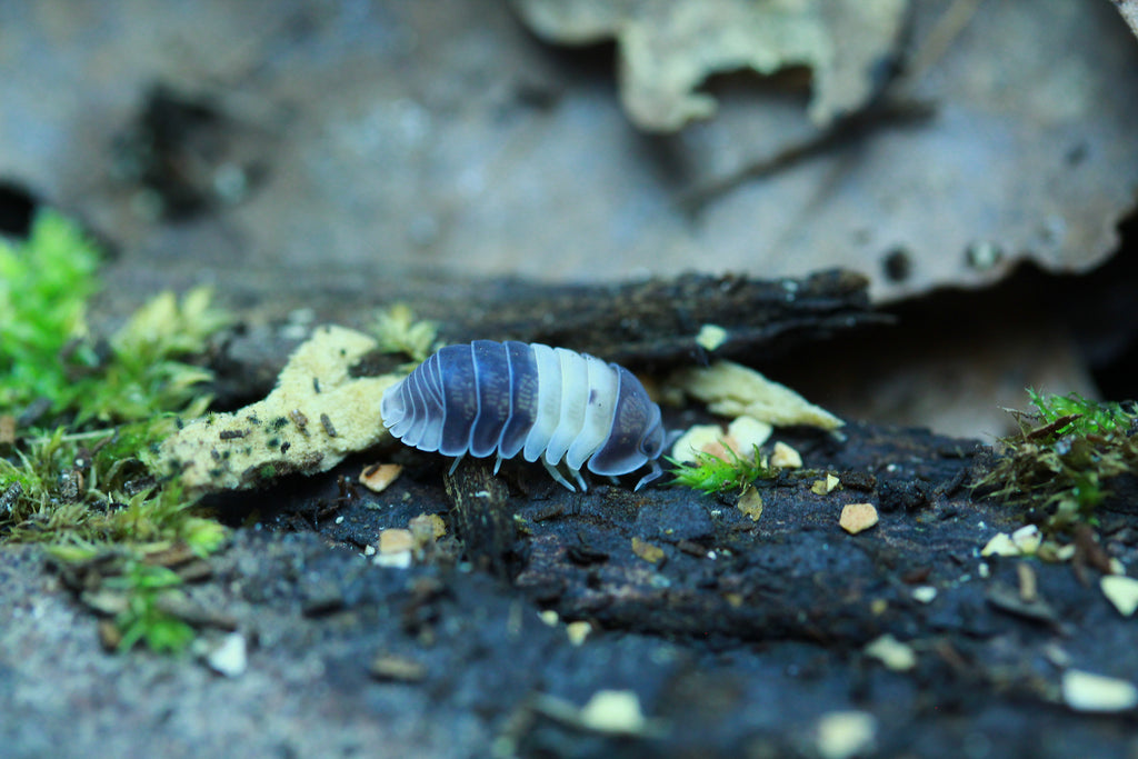 Panda King | Cubaris sp.