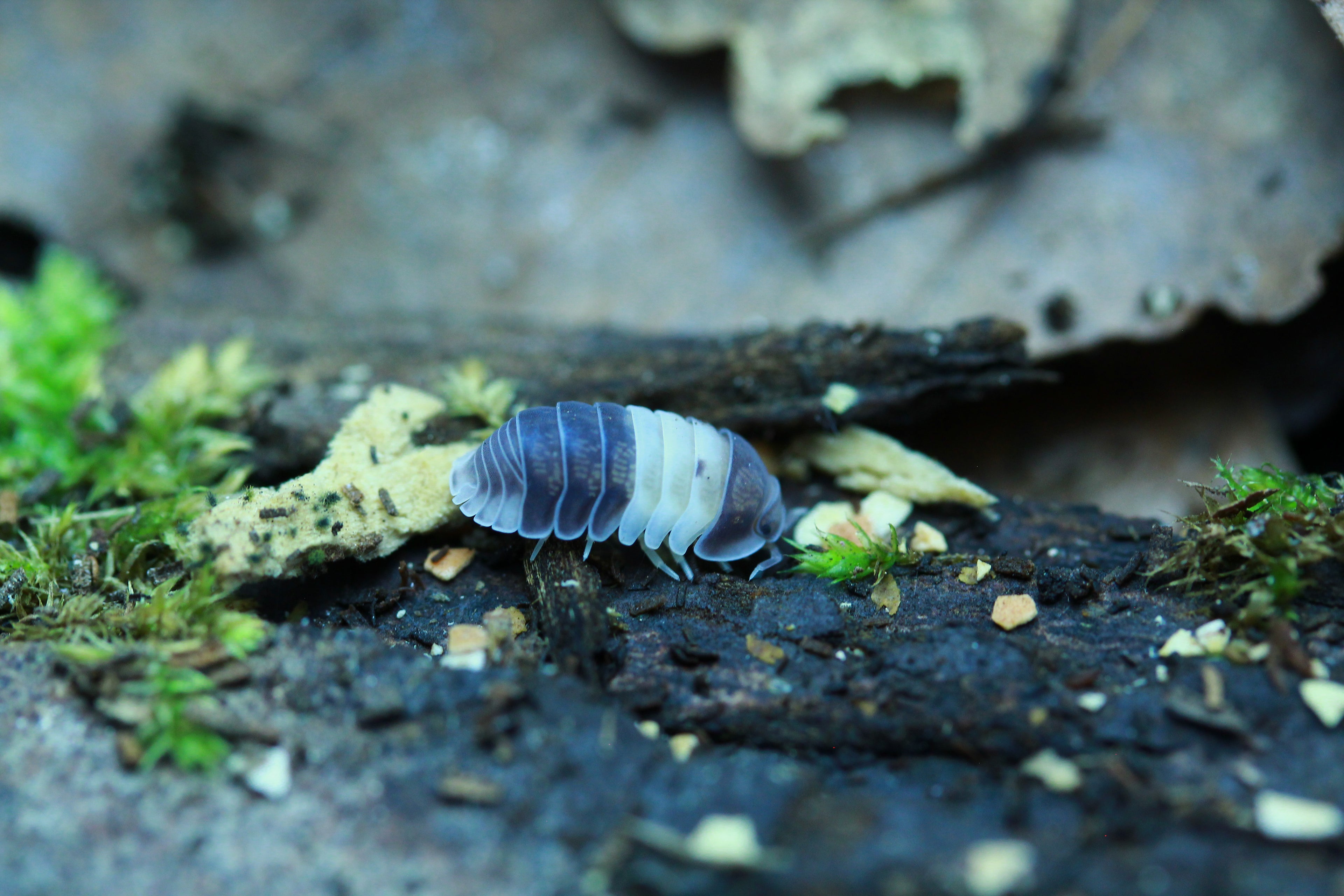 Panda King | Cubaris sp.