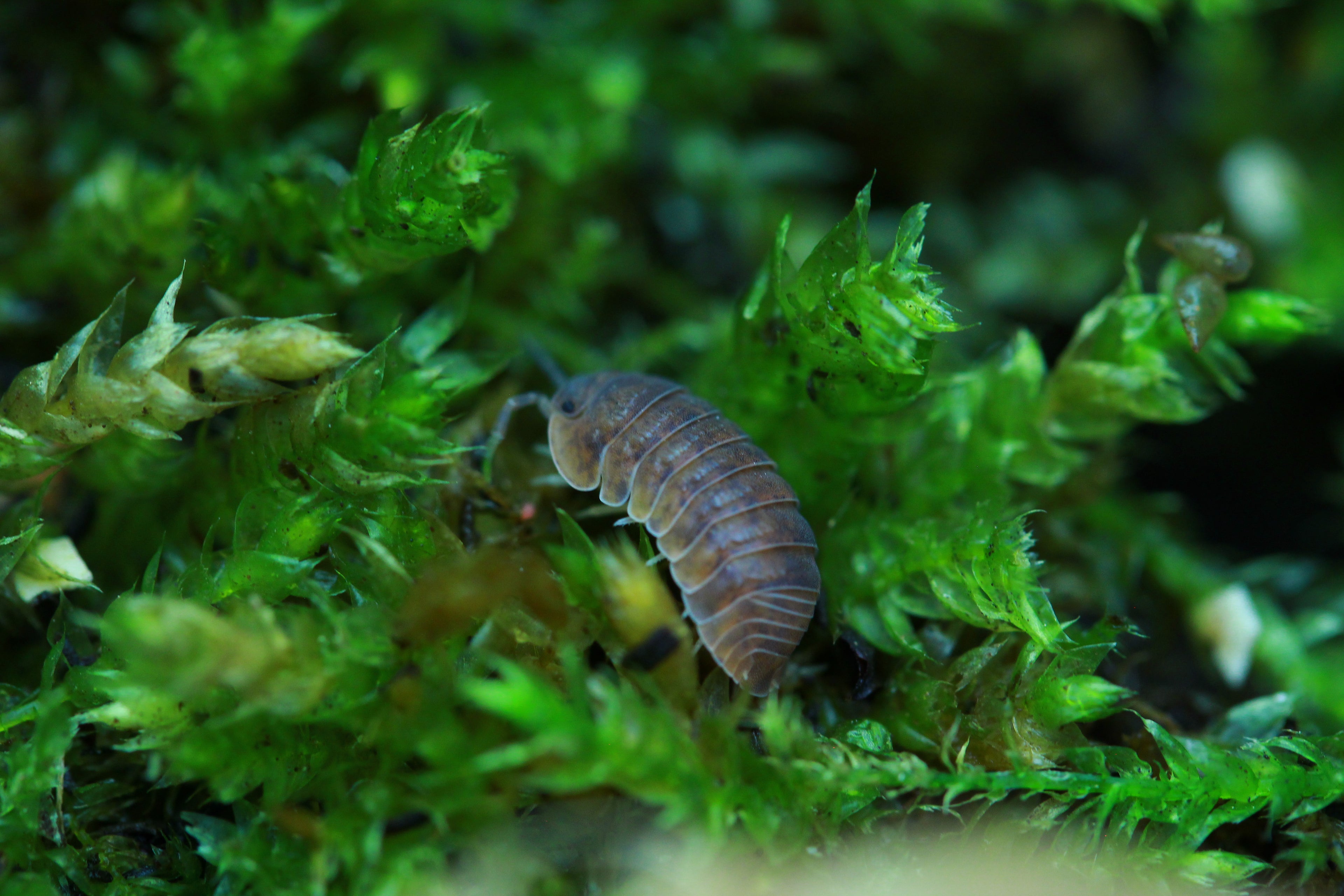 Anemone | Cubaris murina