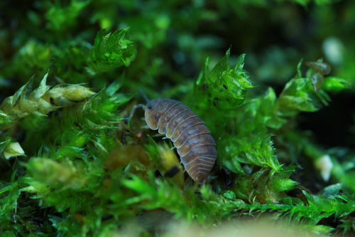 Anemone | Cubaris murina
