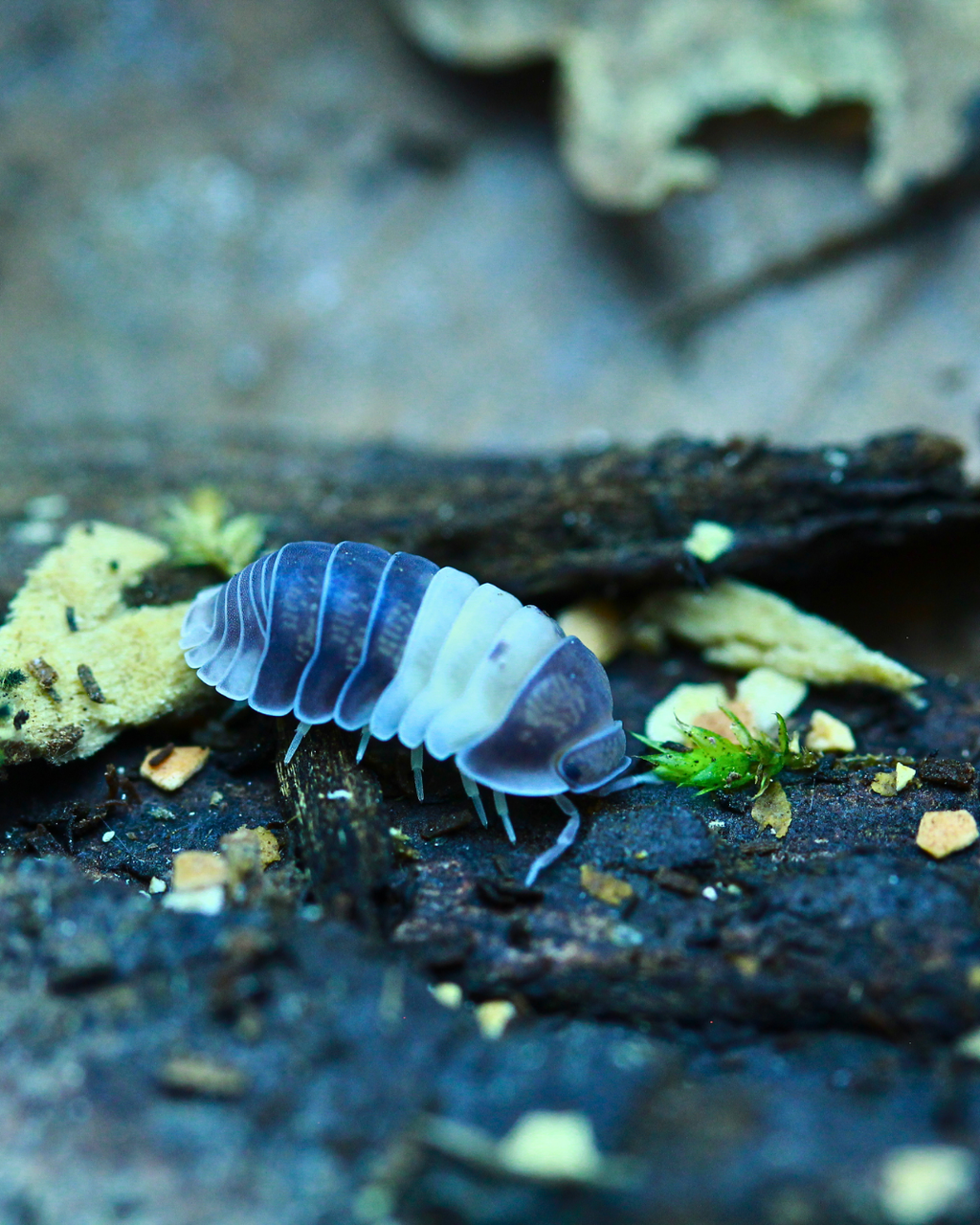 Panda King | Cubaris sp.