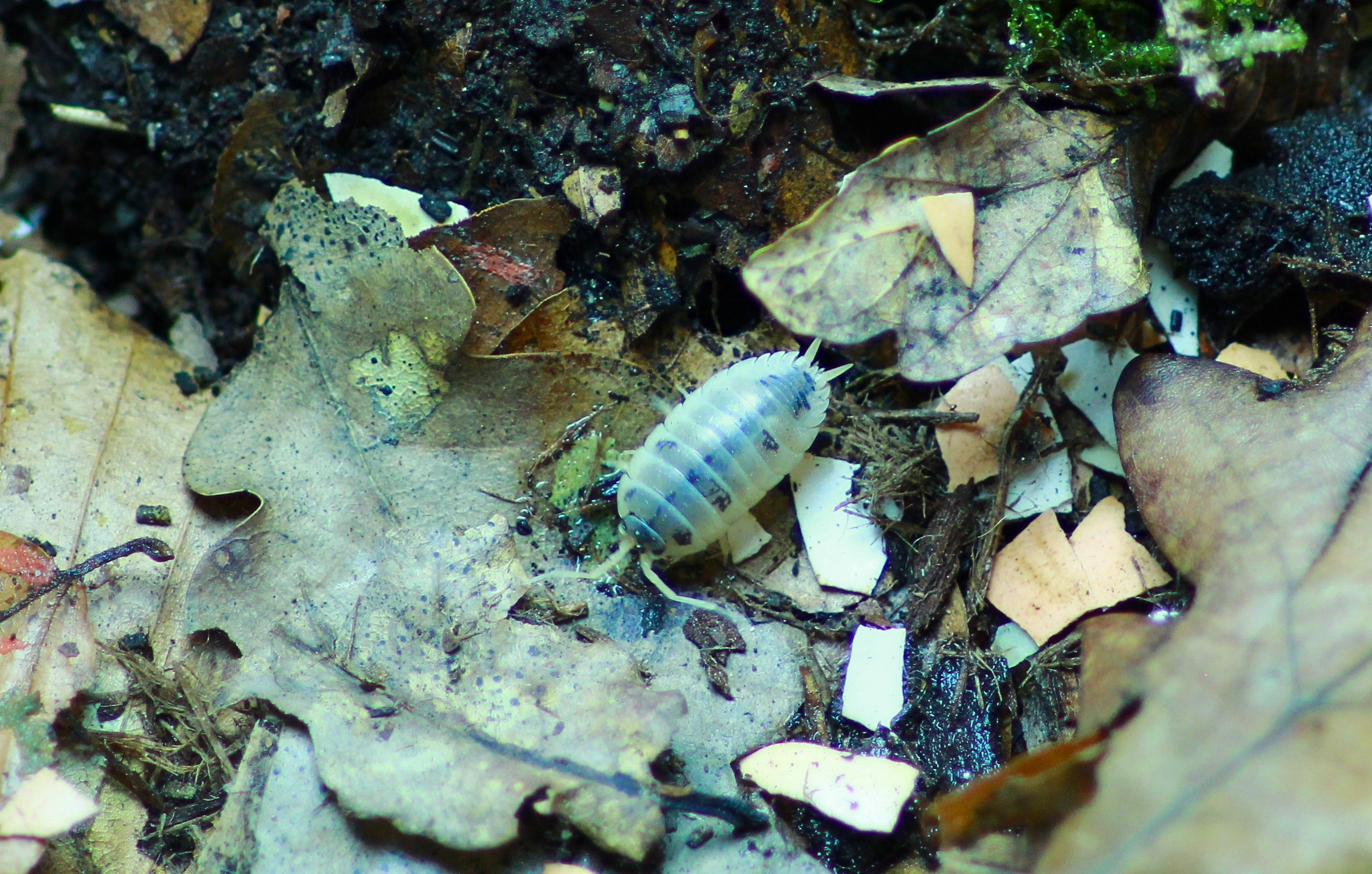 Dairy Cow | Porcellio laevis
