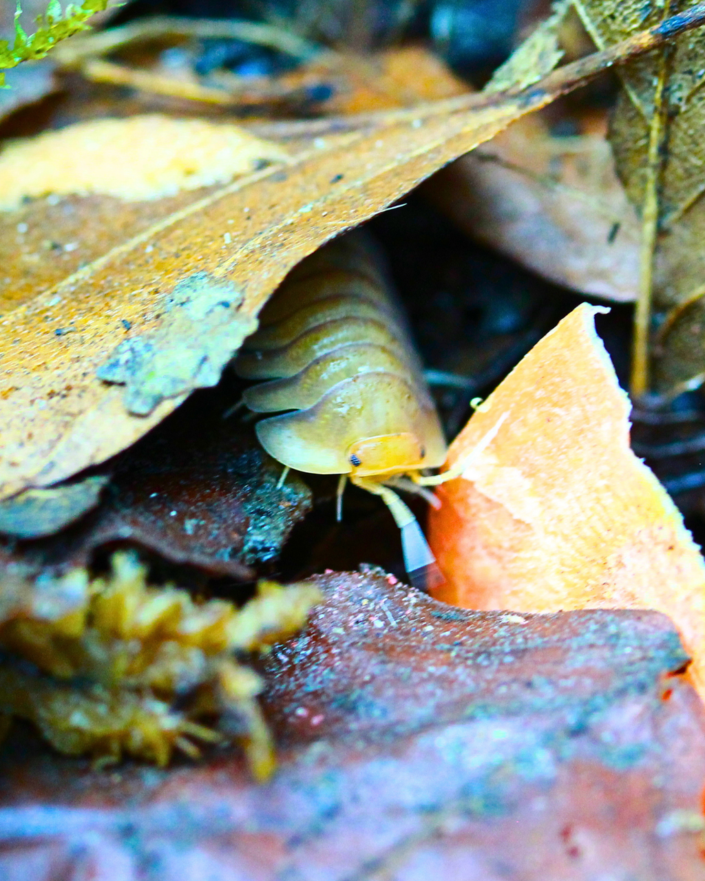 Sunset Queen | Troglodillo sp.