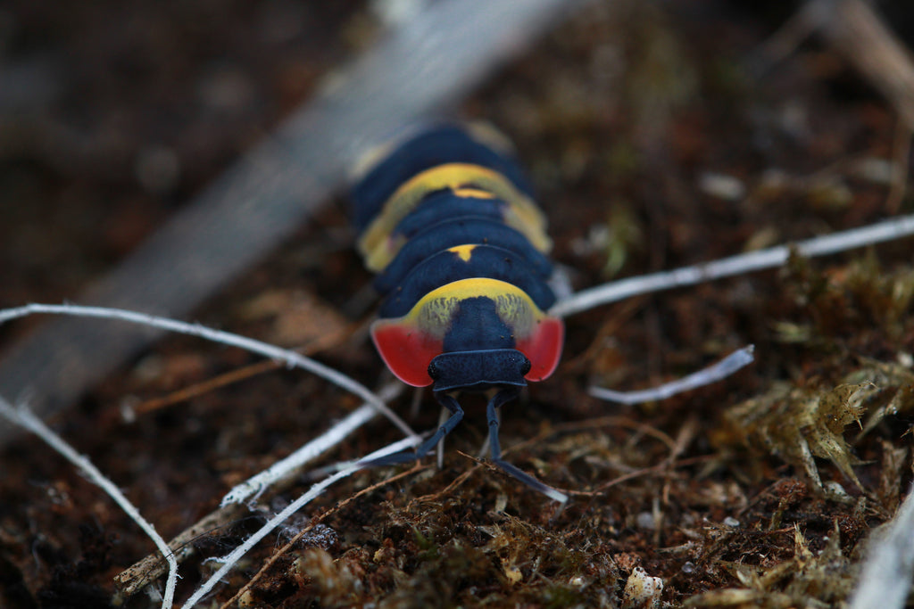 Ardentiella sp. Tricolor von vorne mit dunklem Kopf und rot-gelber Zeichnung