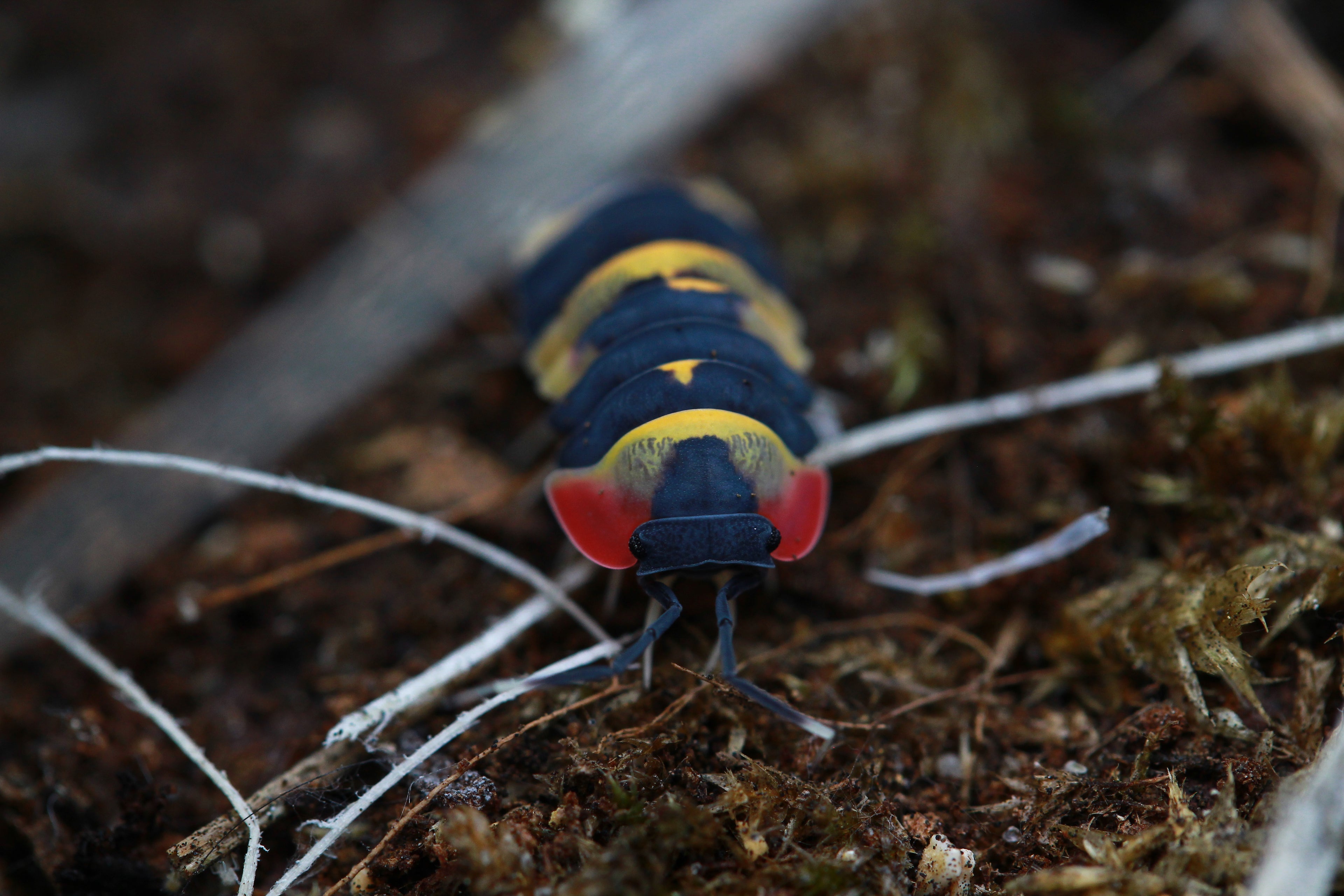 Tricolor | Ardentiella sp.