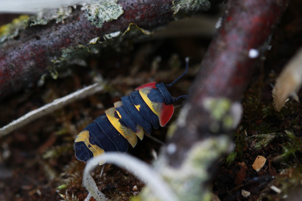 Tricolor | Ardentiella sp.
