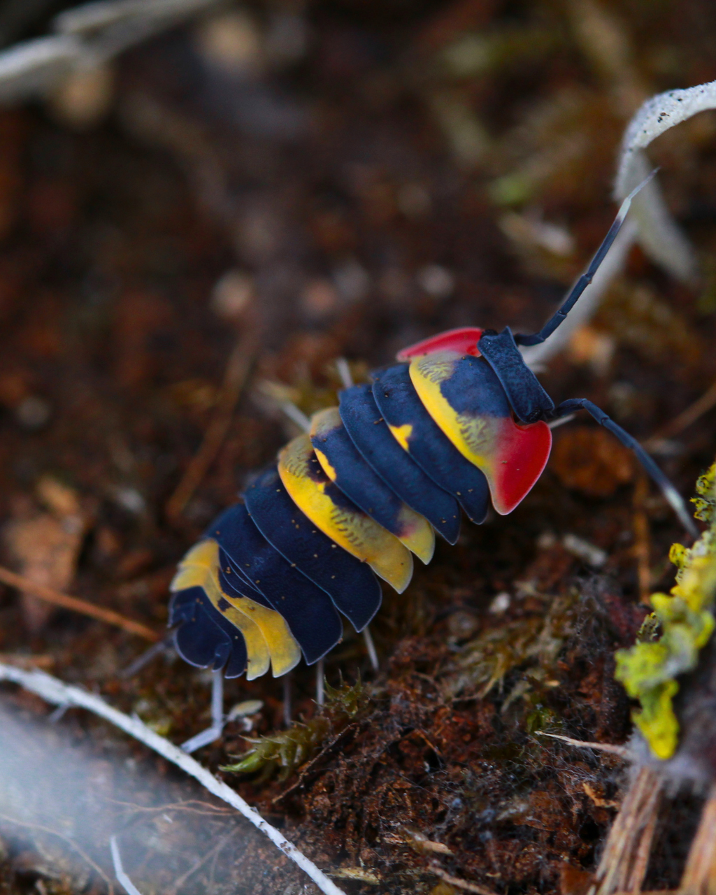 Ardentiella sp. Tricolor mit gelben Bändern und roten Seiten auf dunklem Körper zwischen Laub