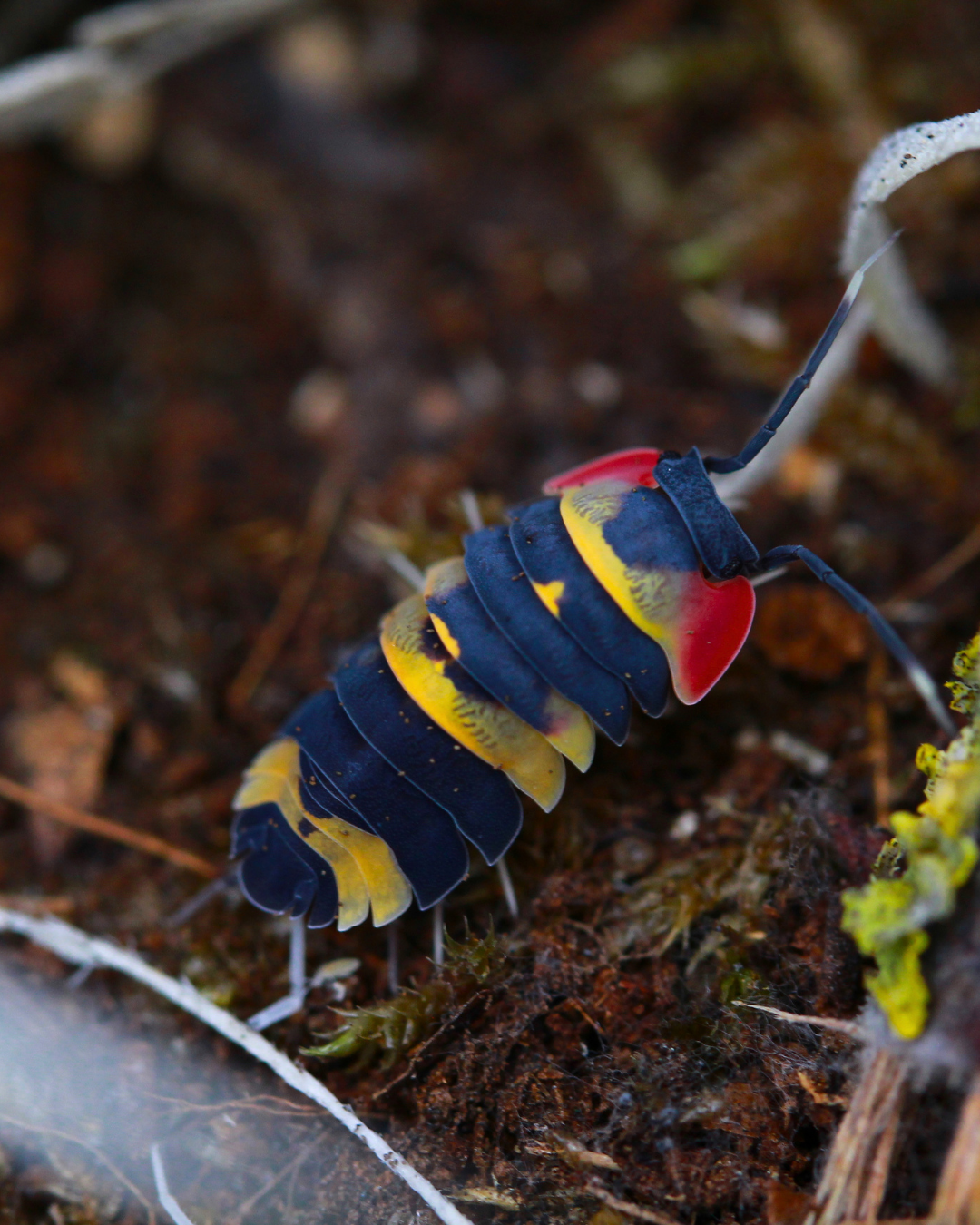 Tricolor | Ardentiella sp.