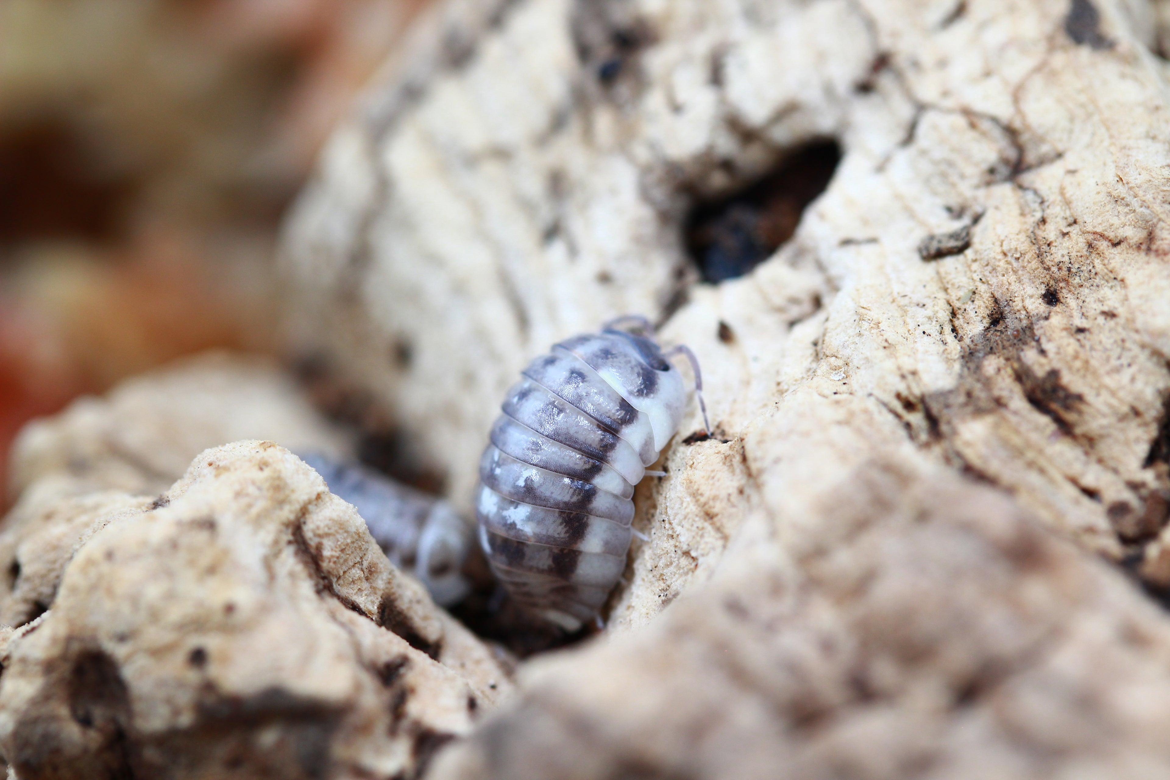 Griechische Rollassel | Armadillidium corcyraeum