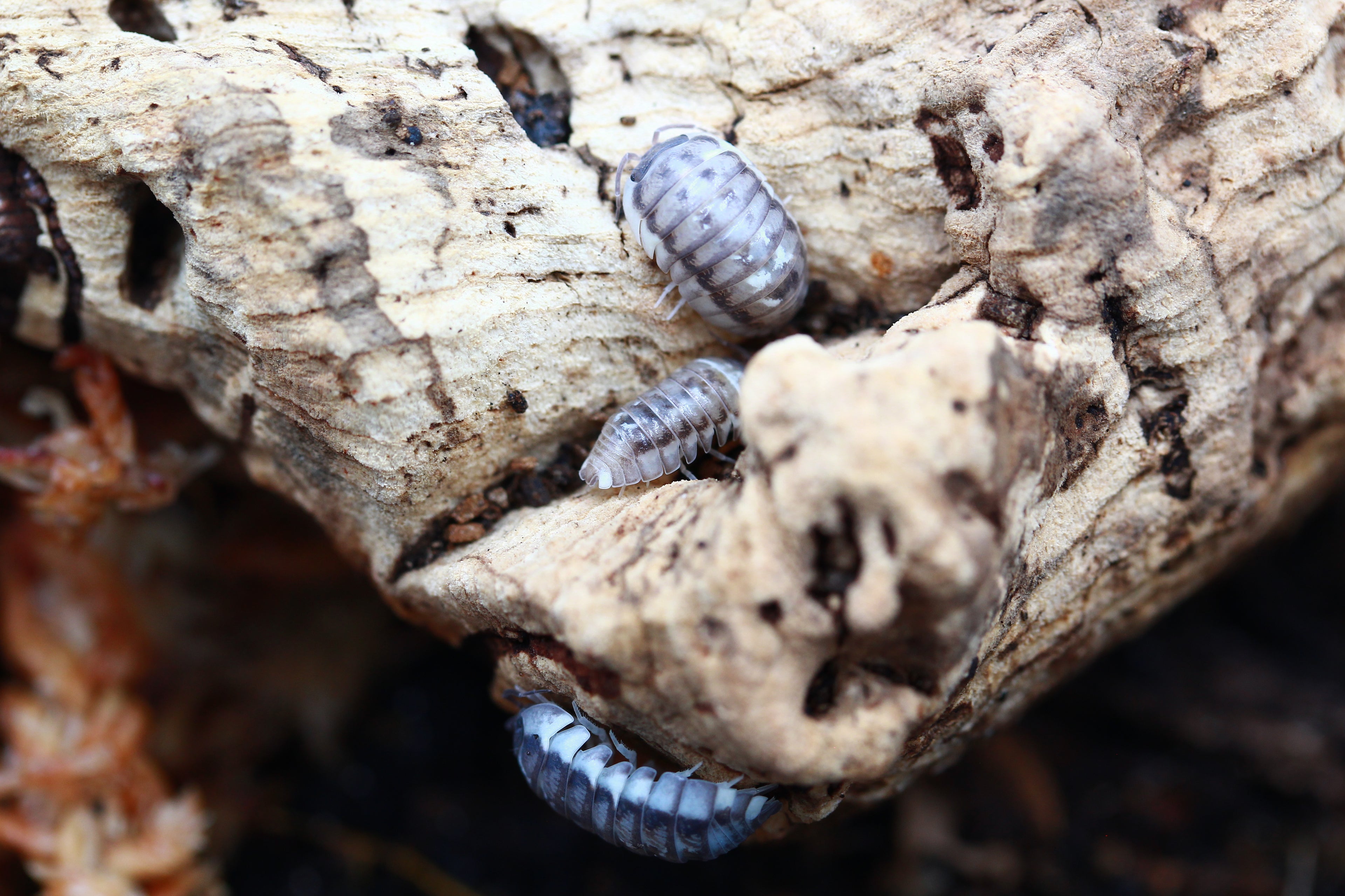Griechische Rollassel | Armadillidium corcyraeum