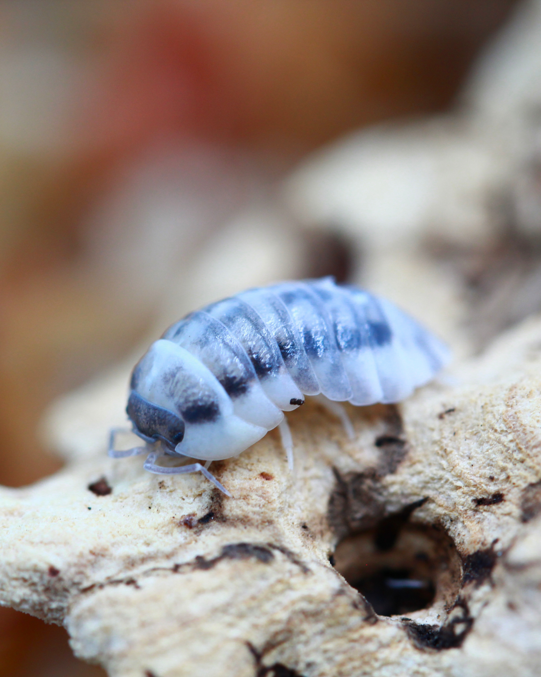Griechische Rollassel | Armadillidium corcyraeum