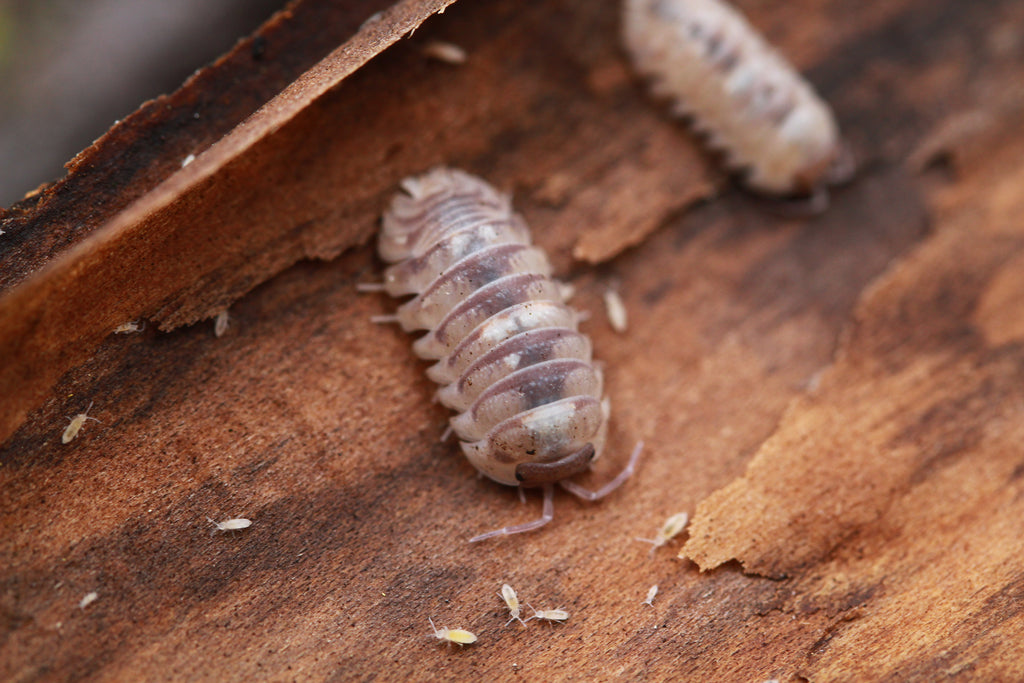 Nahaufnahme von Armadillidium espanyoli Marbelized mit unregelmäßiger Zeichnung auf Rinde