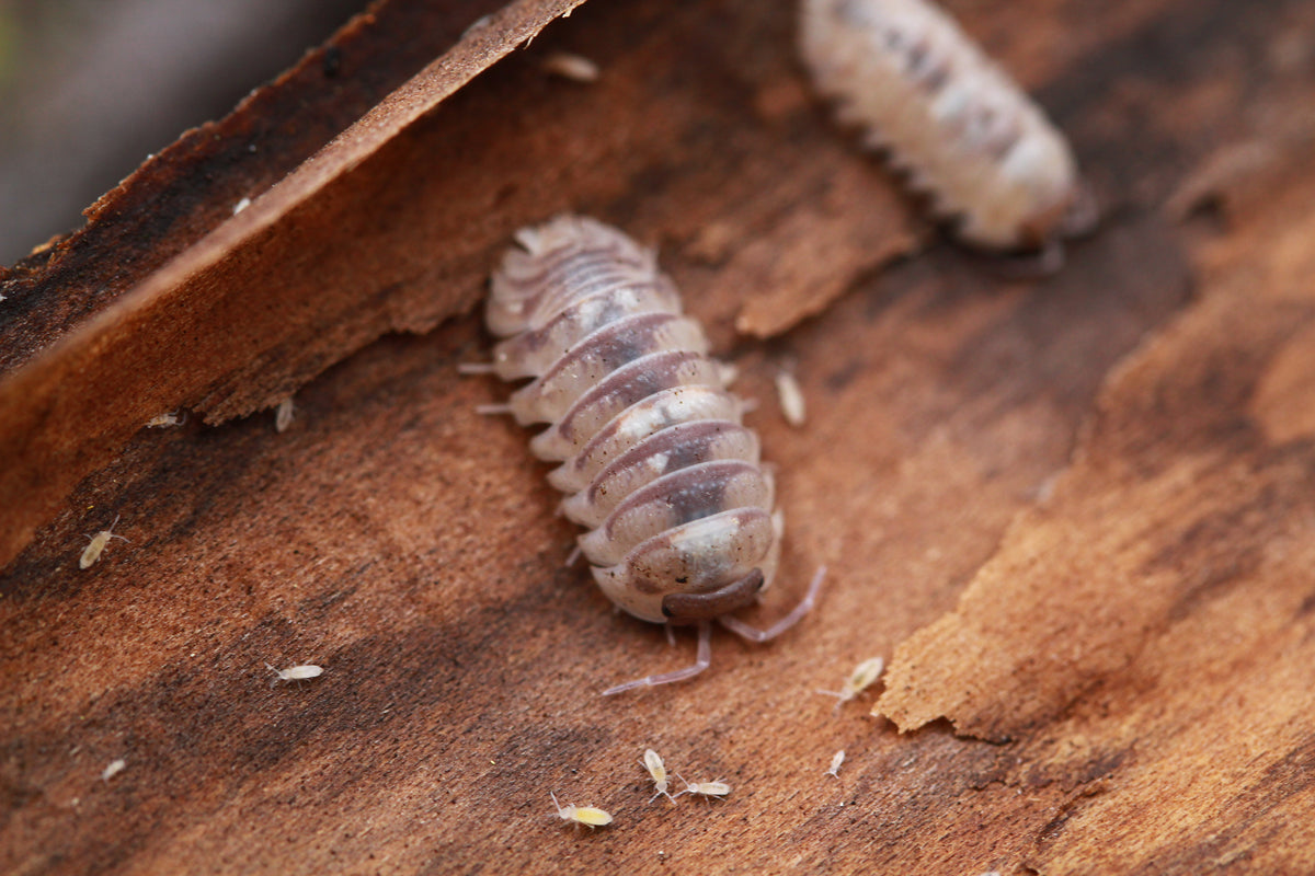 Nahaufnahme von Armadillidium espanyoli Marbelized mit unregelmäßiger Zeichnung auf Rinde