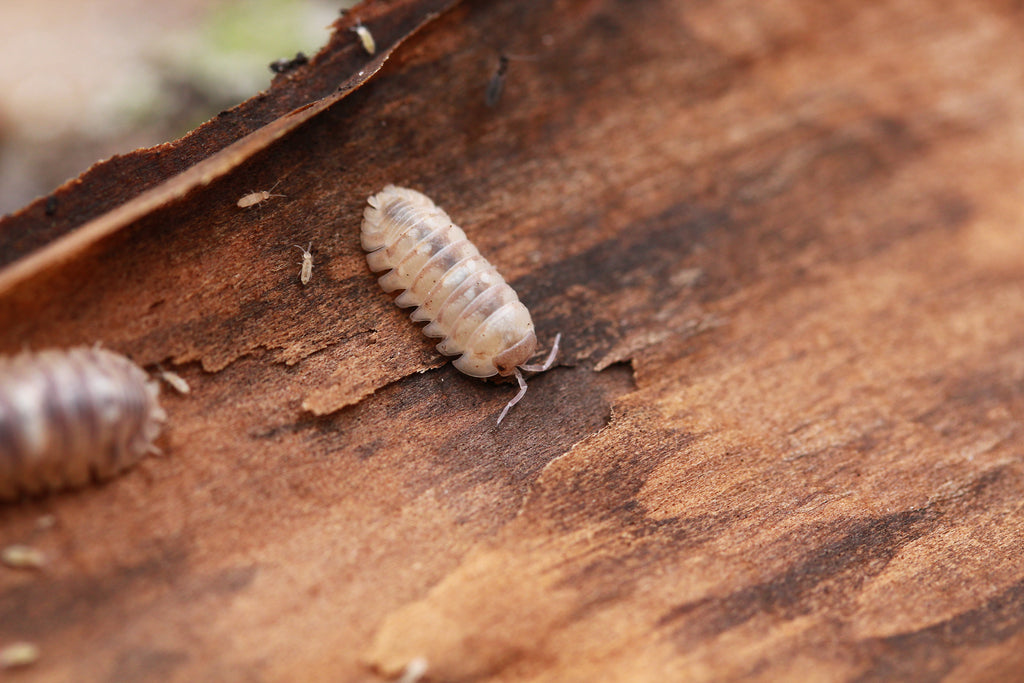 Helle Armadillidium espanyoli Marbelized in Rückenansicht auf einem Rindenstück