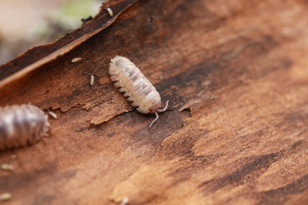 Helle Armadillidium espanyoli Marbelized in Rückenansicht auf einem Rindenstück