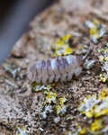 Marmorierte Rollassel Armadillidium espanyoli mit hellen und violettbraunen Bereichen auf Rinde