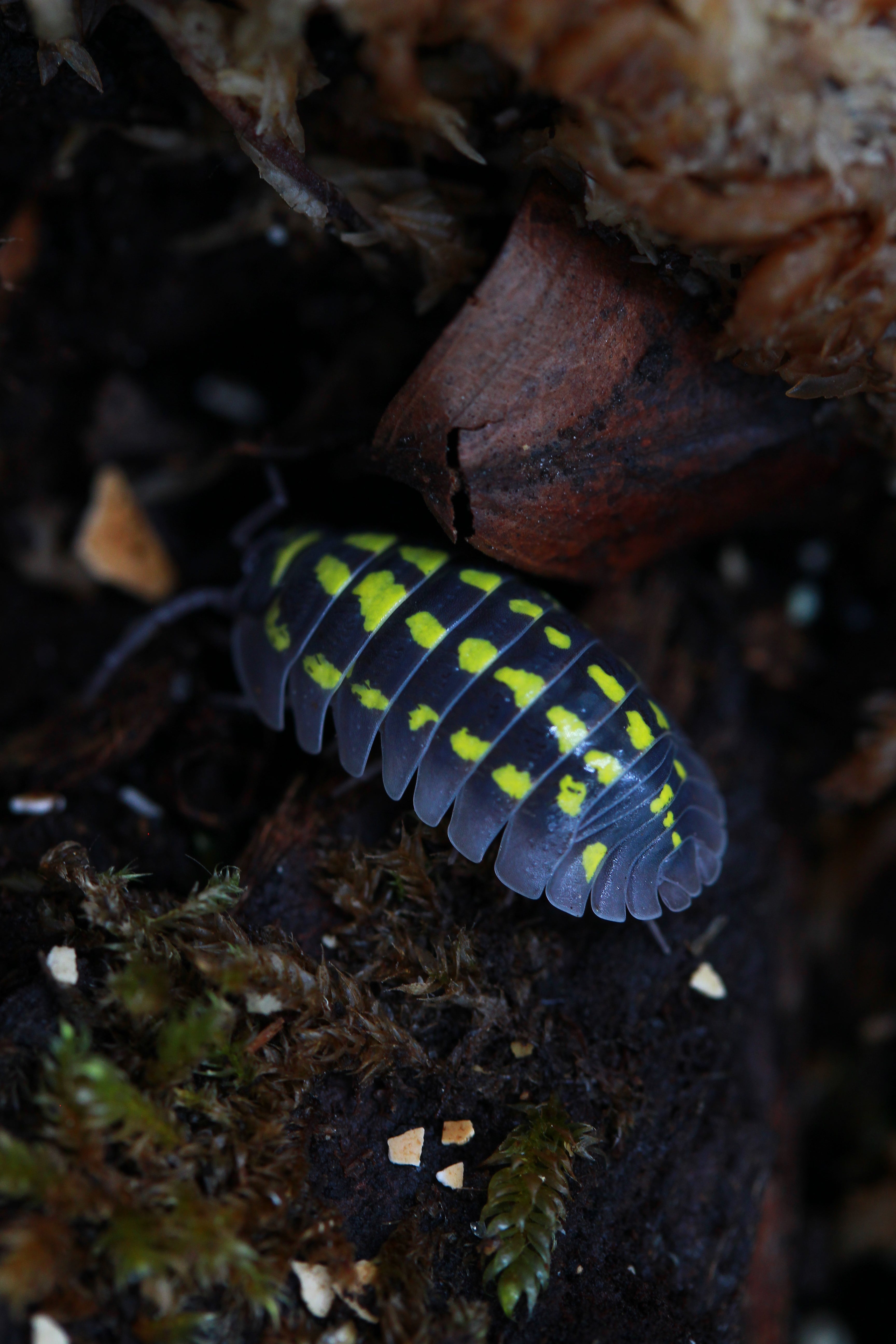 Gestroi | Armadillidium