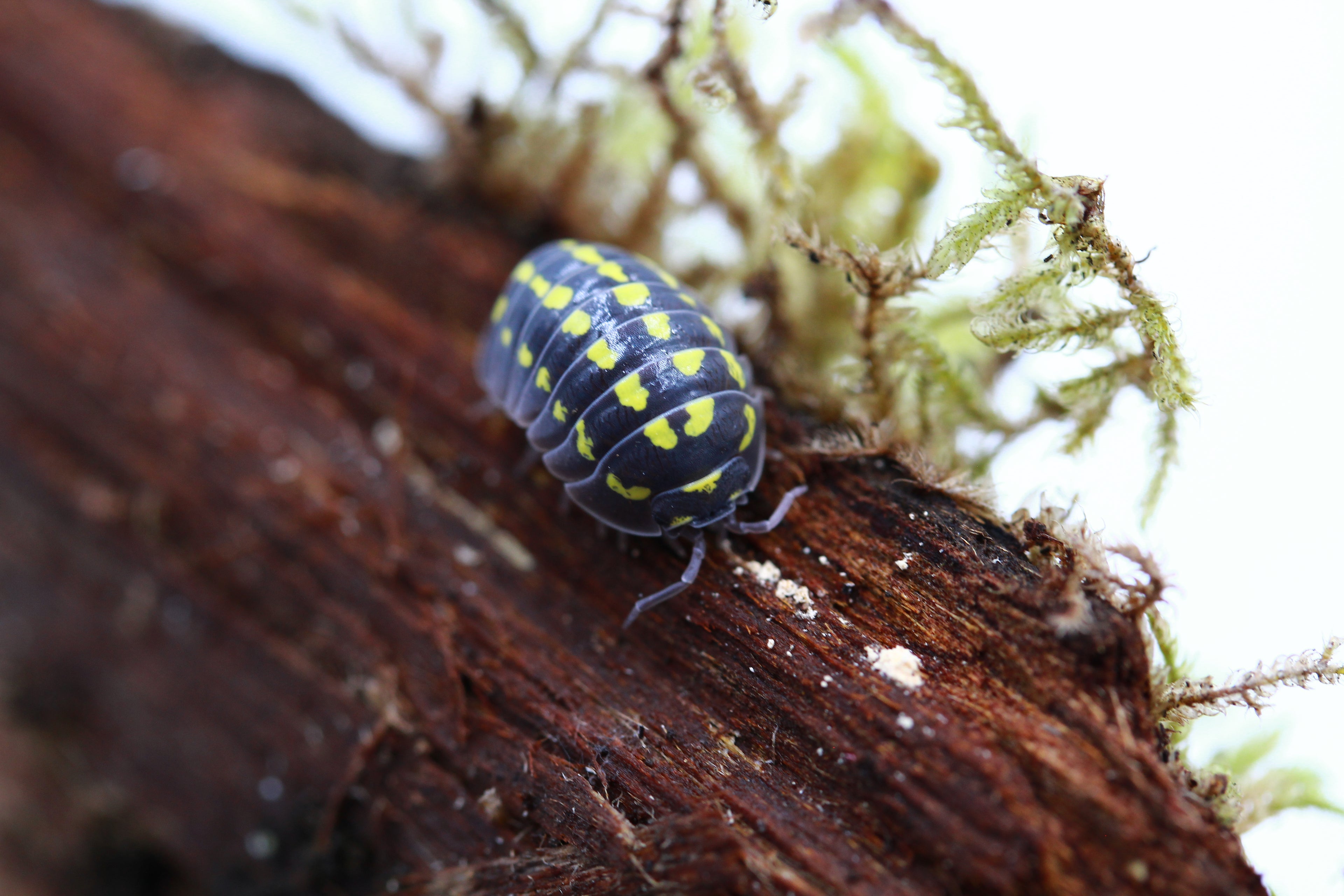 Gestroi | Armadillidium