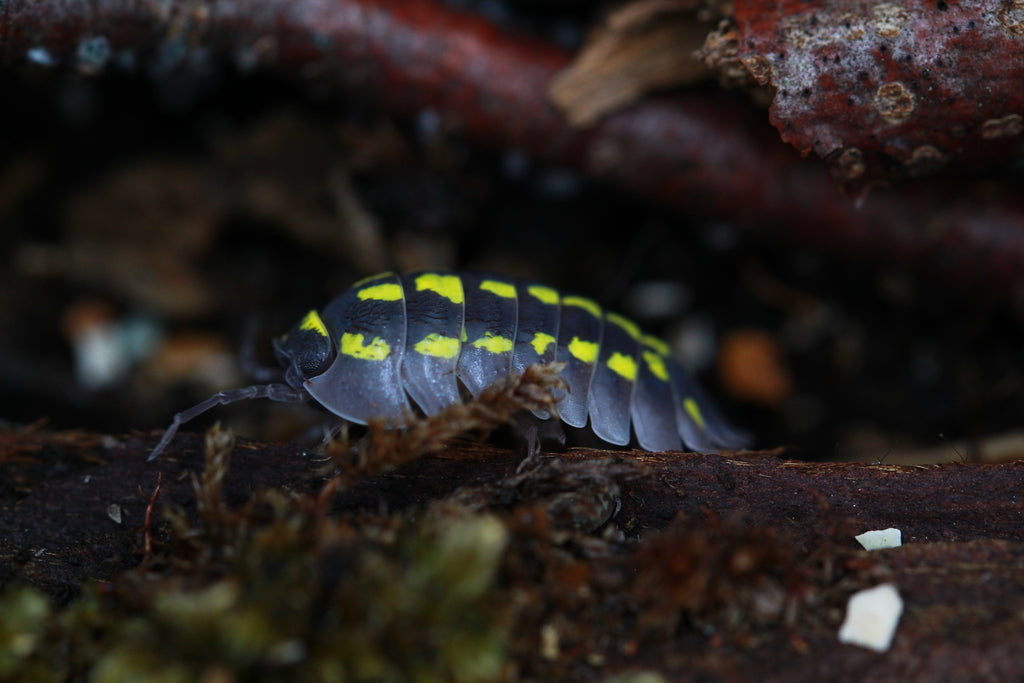 Gestroi | Armadillidium
