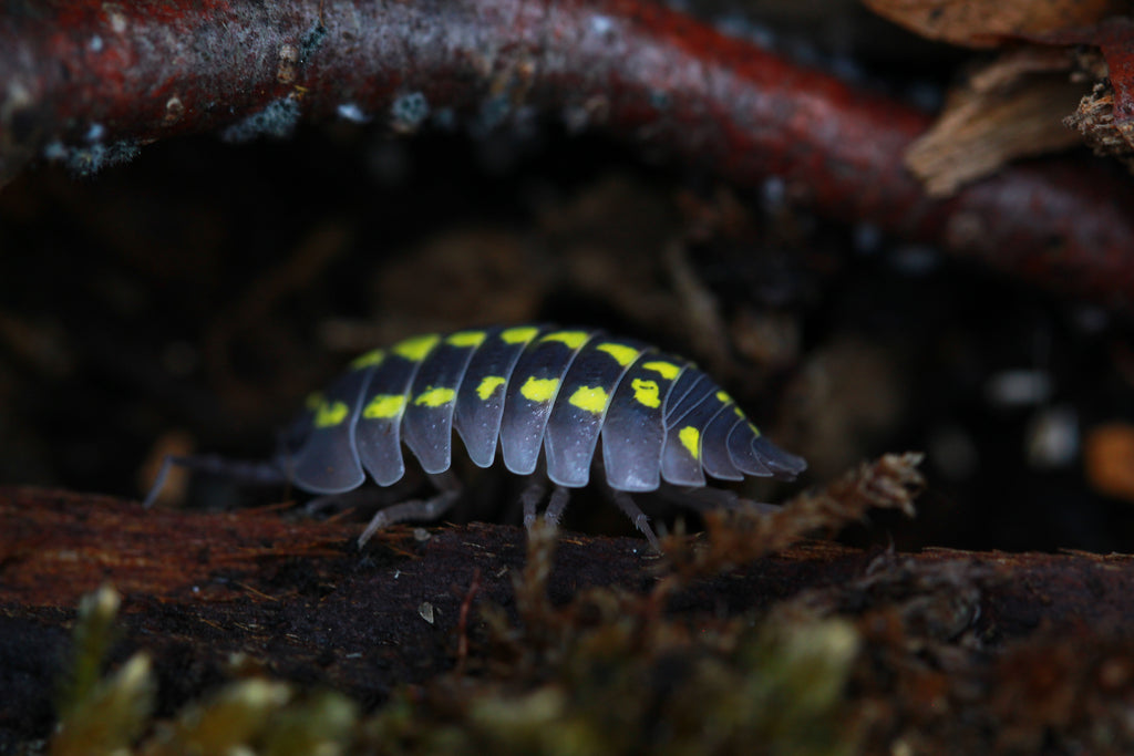 Gestroi | Armadillidium