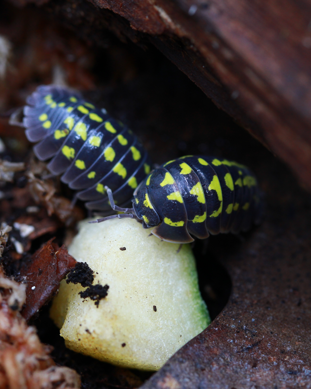 Gestroi | Armadillidium