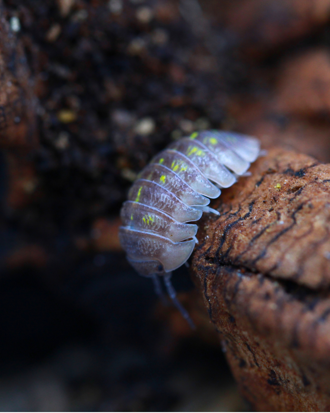 Armadillidium granulatum mit gelben Flecken in Nahaufnahme auf Holz
