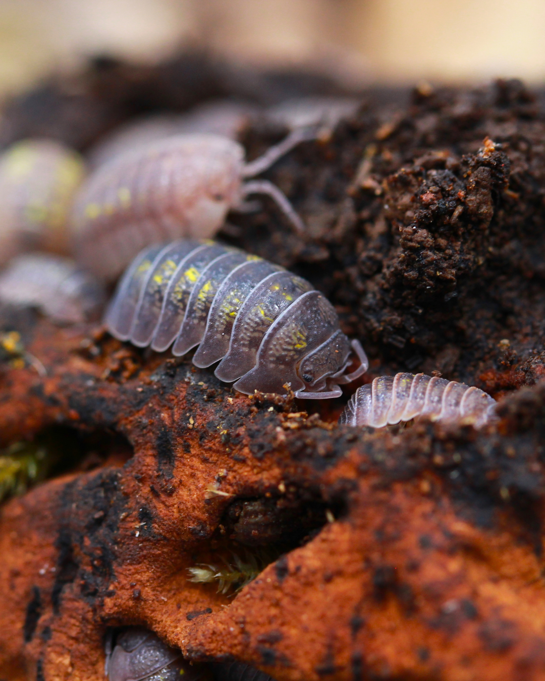 Grau-braune Granulatum-Rollassel mit gelben Flecken zwischen kleineren Tieren auf Holz